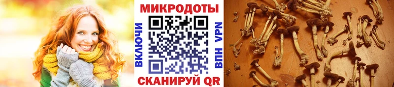 Галлюциногенные грибы Cubensis  хочу   Северская 